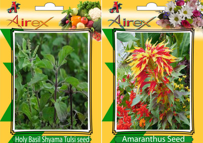 Airex Holy Basil Shyama Tulsi, Amaranthus Seed(25 per packet)