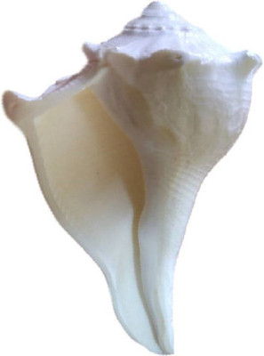 

mna sh-11 Sacred, Decorative Shankh(White)