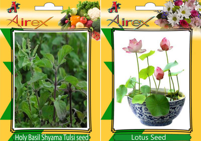 Airex Holy Basil (Shyama Tulsi), Lotus Seed(20 per packet)