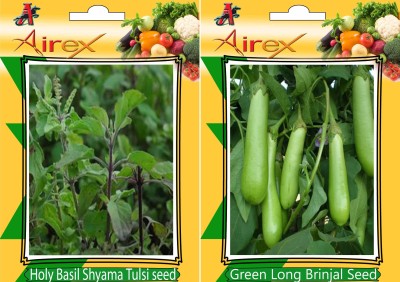 Airex Holy Basil (Shyama Tulsi), Green Long Brinjal S Seed(20 per packet)