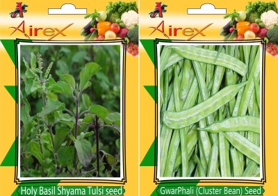 Airex Holy Basil (Shyama Tulsi), Cluster Bean Seed(15 per packet)