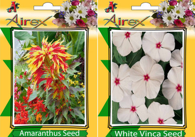 

AIrex Amaranthus, White Vinca Seed(20 per packet)