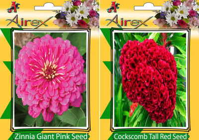 

Airex Pink Zinnia, Cockscomb Tall Red Seed(20 per packet)