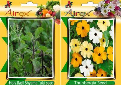 Airex Holy Basil (Shyama Tulsi), Thunbergia Seed(25 per packet)