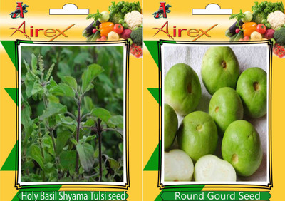 

Airex Holy Basil (Shyama Tulsi), Round Gourd (Tinda) Seed (15 seed per packet) Seed(15 per packet)
