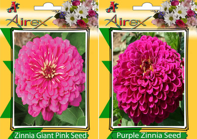 

Airex Pink Zinnia, Purple Zinnia Seed(25 per packet)