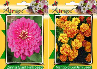 

Airex Pink Zinnia, Marigold Gul Jafri Seed(25 per packet)