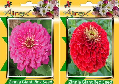 

Airex Pink Zinnia, Red Zinnia Seed(20 per packet)