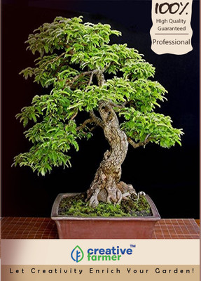 

Creative Farmer Acacia Propinqua Imported Bonsai Seeds Seed(10 per packet)
