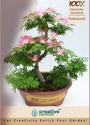 

Creative Farmer Acacia Seed(5 per packet)