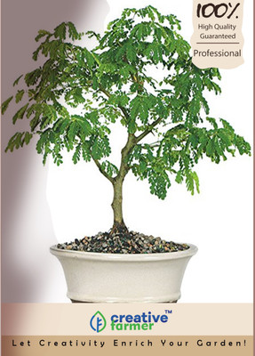 

Creative Farmer Zorra Imported Bonsai Seeds Seed(10 per packet)