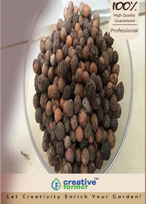 

Creative Farmer ChandanSandalwood Tree Seeds Seed(10 per packet)