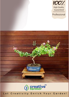 

Creative Farmer Queen Crape Myrtle Bonsai Seeds Seed(10 per packet)