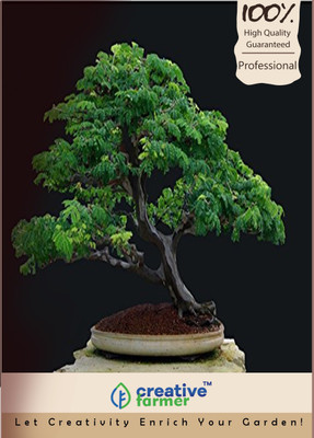 

Creative Farmer Albizia Saman Imported Bonsai Seeds Seed(10 per packet)
