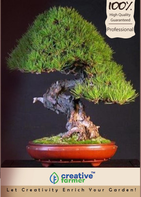 

Creative Farmer Red Pine Bonsai Seeds Seed(10 per packet)