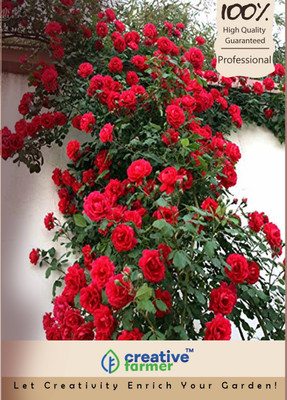 

Creative Farmer Red Rose Tree Seeds Bonsai Seeds Seed(5 per packet)
