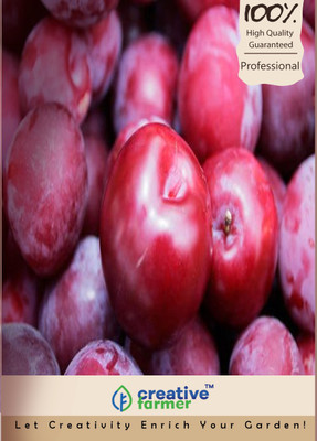 

Creative Farmer Plum Seeds[Ziziphus Mauritiana,Indian Jujube,Regi Pandu,Ber] Seed(10 per packet)
