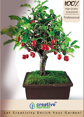 

Creative Farmer Zyzyphus Jujuba Bonsai Seeds Seed(10 per packet)