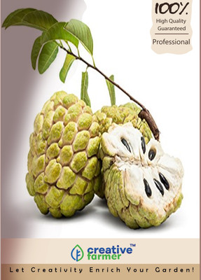 

Creative Farmer Seethapazham Fruit Seeds Seed(20 per packet)