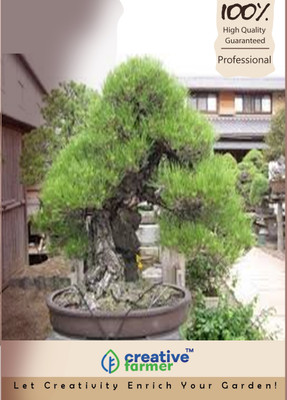 

Creative Farmer Filao Tree Bonsai Tree Seeds Seed(20 per packet)