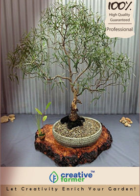 

Creative Farmer Eucalyptus Grandis Bonsai Tree Seeds Seed(200 per packet)