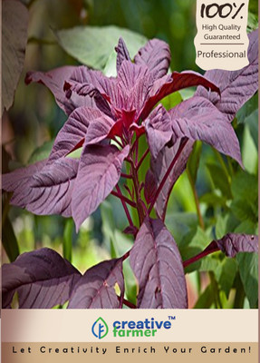 

Creative Farmer Amaranthus/Spinach Seed(50 per packet)
