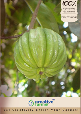 

Creative Farmer Pot Tamarind Seeds Seed(20 per packet)