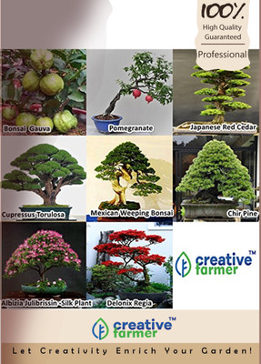 

Creative Farmer Bonsai Combo Seed(10 per packet)