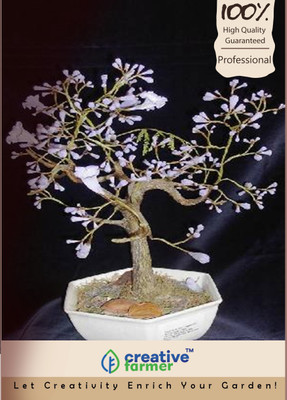 

Creative Farmer Bignoniaceae Jacaranda Imported Bonsai Seeds Seed(10 per packet)