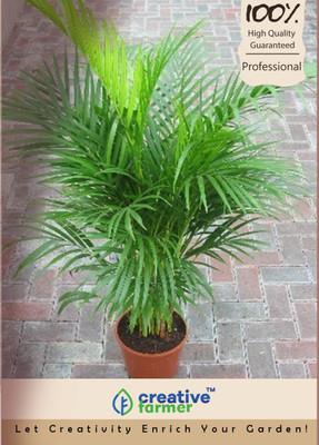 

Creative Farmer Butterfly Palm Seeds Seed(5 per packet)