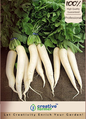 

Creative Farmer White Radish Seeds (White Long) Seed(100 per packet)