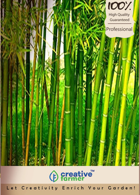 

Creative Farmer Bamboo Seed(30 per packet)