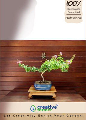 

Creative Farmer Lagerstroemia Reginae Bonsai Seeds Seed(10 per packet)