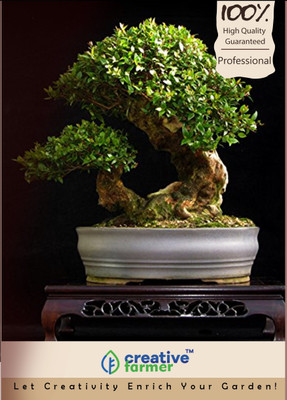 

Creative Farmer Rosewood Roseta Bonsai Tree Seeds Seed(20 per packet)