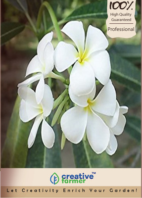 

Creative Farmer Kadu Karibevu Seed(10 per packet)