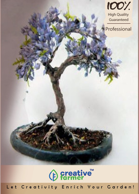 

Creative Farmer Blue Jacaranda Imported Bonsai Seeds Seed(10 per packet)