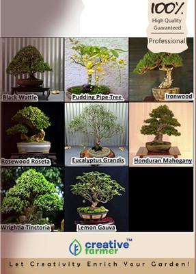 

Creative Farmer Bonsai Combo Seed(10 per packet)
