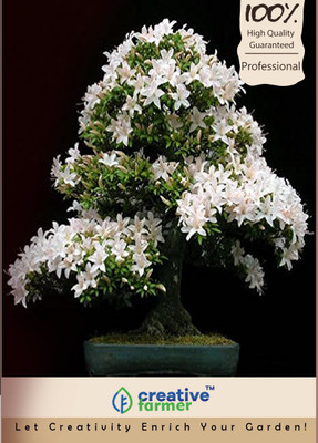 

Creative Farmer Bonsai Seed(10 per packet)