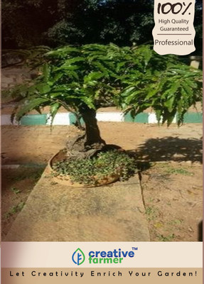 

Creative Farmer Saraca Asoca Bonsai Tree Seed Seed(2 per packet)