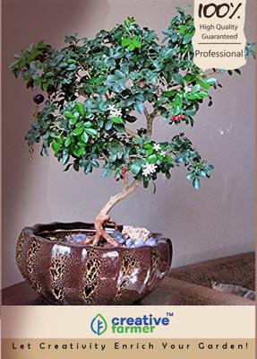 

Creative Farmer Chinese Box Imported Bonsai Seeds Seed(10 per packet)