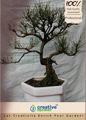 

Creative Farmer Coast Sheoak Bonsai Tree Seeds Seed(20 per packet)