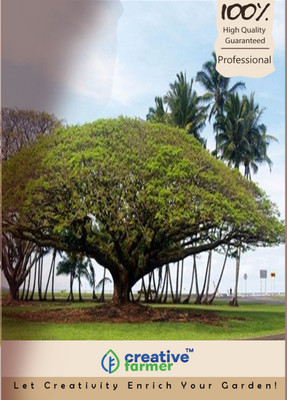 

Creative Farmer Guatapana Tree Seeds Seed(20 per packet)