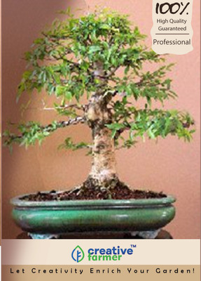 

Creative Farmer MaramullaMurrayya Exotica Imported Bonsai Seeds Seed(10 per packet)