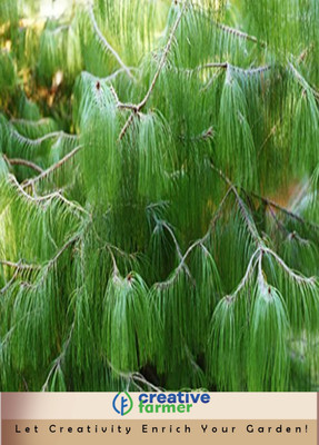 

Creative Farmer Pinus Patula Mexican Weeping Pine Seeds Seed(50 per packet)