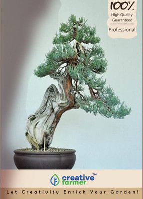 

Creative Farmer Incense Cedar Bonsai Seed Seed(5 per packet)