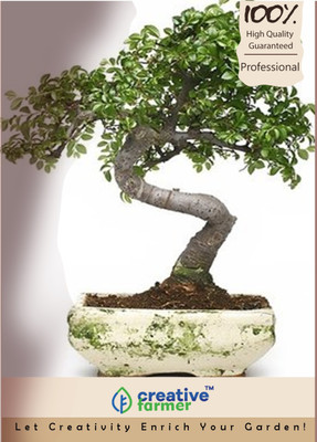 

Creative Farmer Murraya Exotica Bonsai Seed Seed(10 per packet)