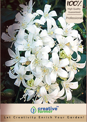 

Creative Farmer Jasmine Seed(10 per packet)