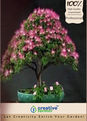 Creative Farmer Pink Siris Bonsai Seeds Seed(5 per packet)
