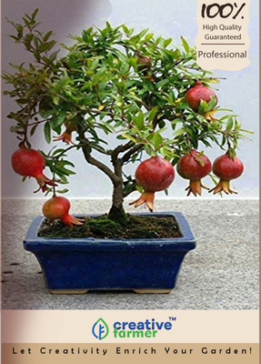 

Creative Farmer Dwarf Pomegranate FruitÂ Bonsai Seeds Seed(10 per packet)