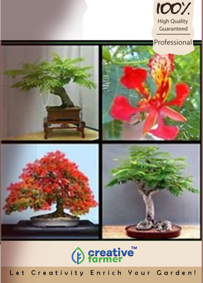 Creative Farmer Flame Tree Plant Imported Bonsai Seeds Seed 10 Per Packet Buy At The Price Of 299 00 In Flipkart Com Imall Com